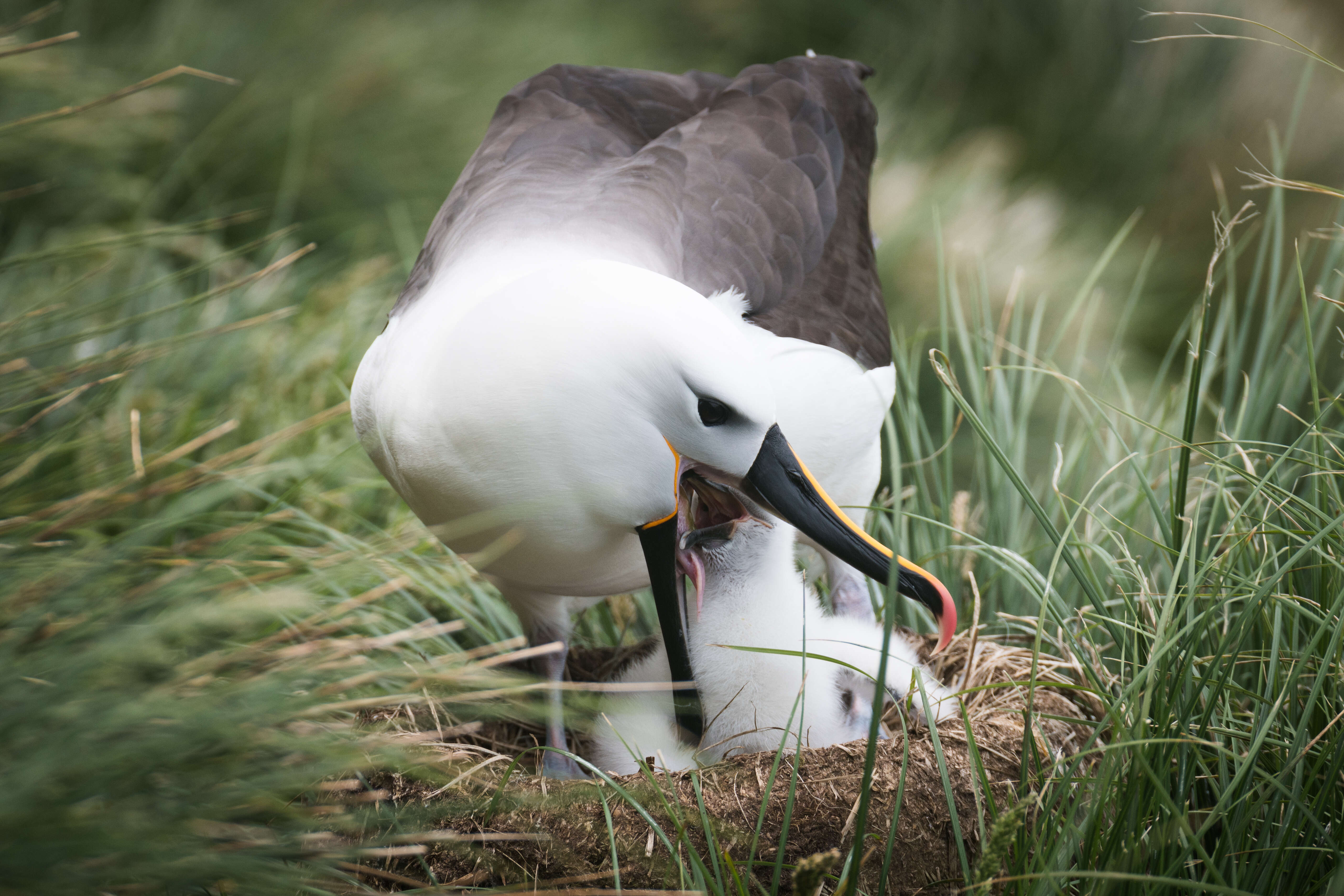 Image de Albatros de Carter