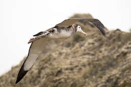 Amsterdam albatrosu resmi