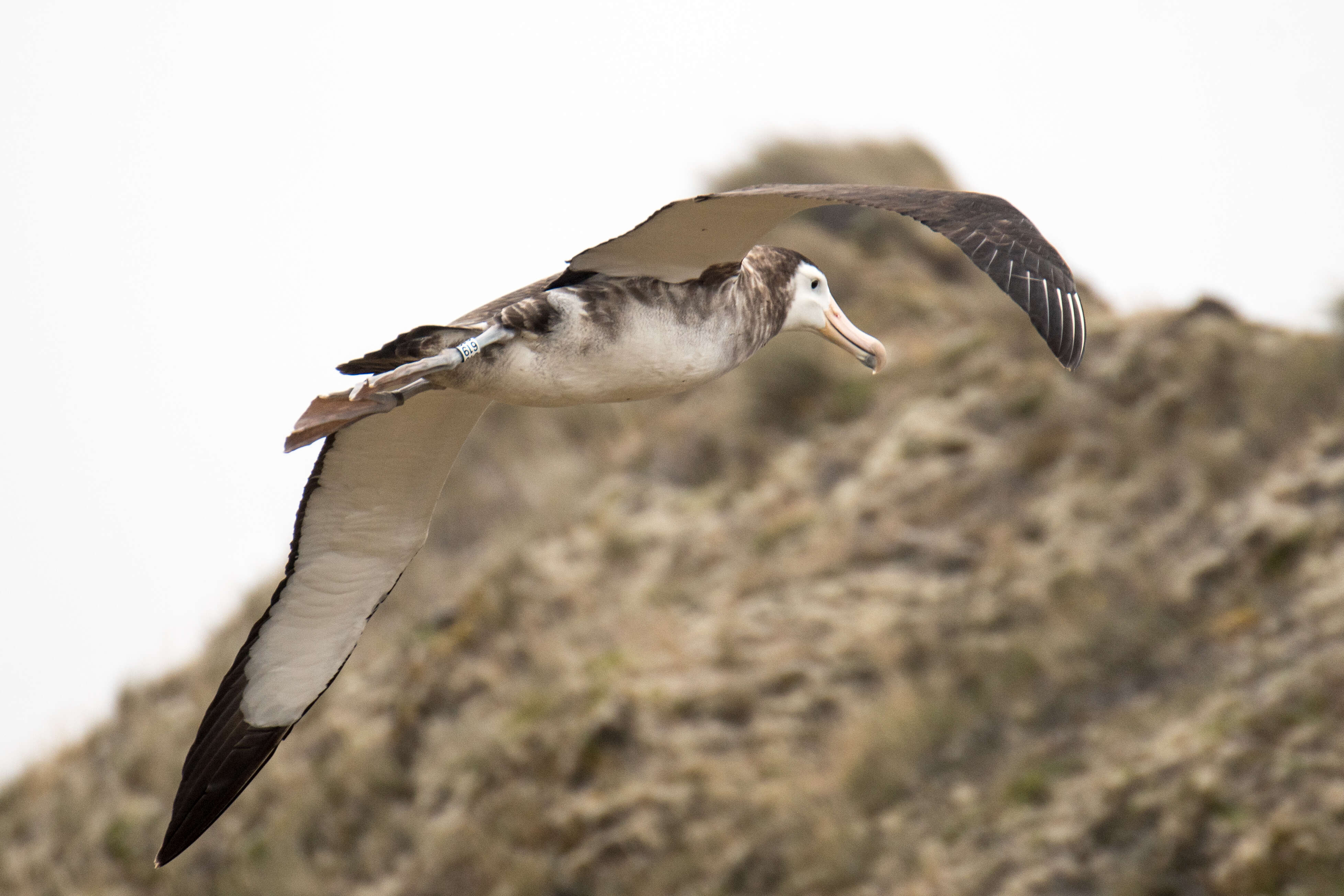 Image of Amsterdam Albatross