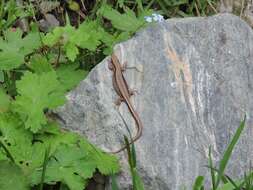 Image of Derjugin's lizard