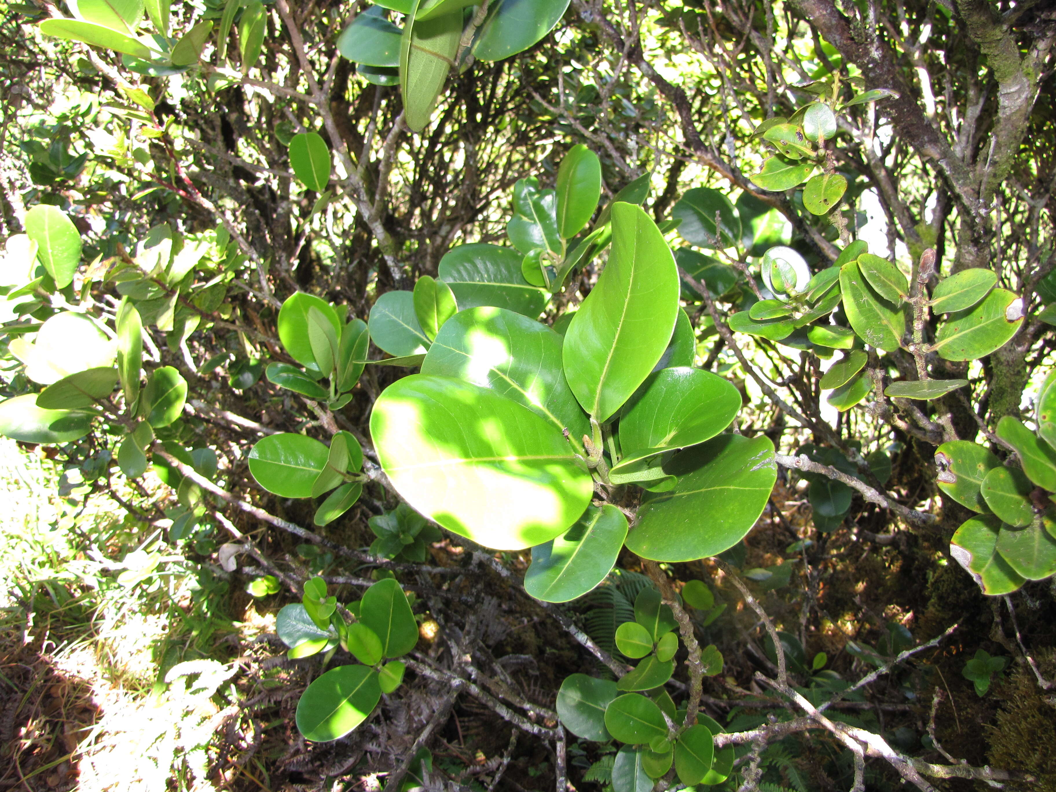 Image de Melicope orbicularis (Hillebr.) T. G. Hartley & B. C. Stone