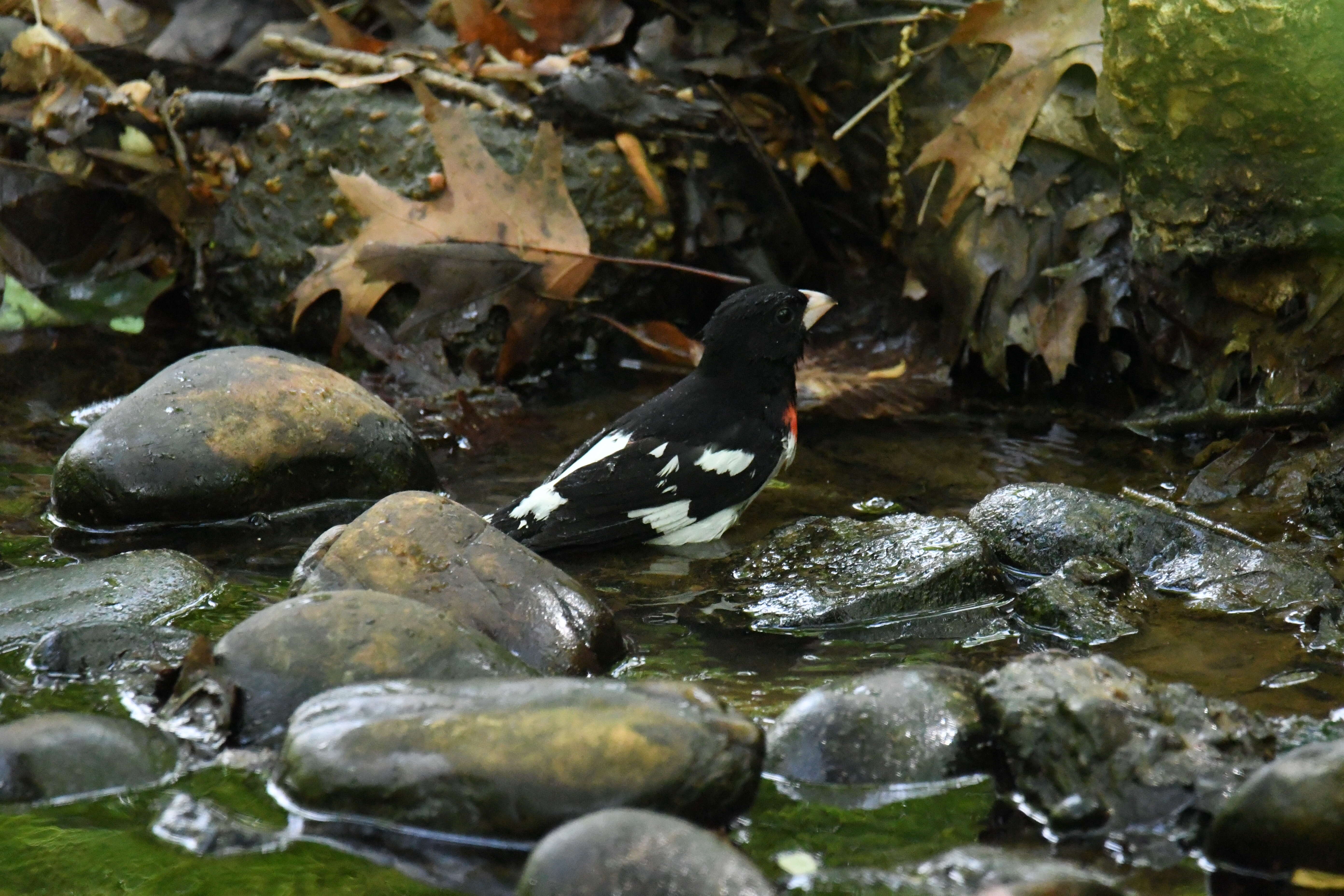 Image of Rose-breasted Grosbeak