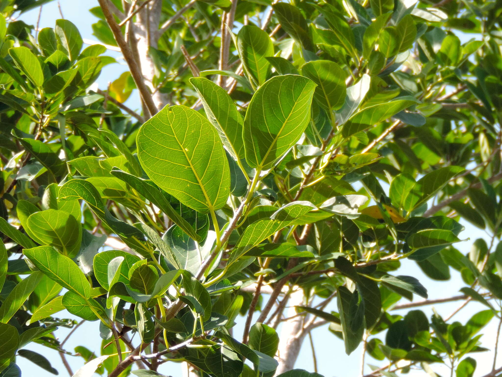 Ficus cotinifolia Kunth的圖片