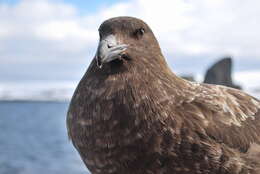 Image of Brown Skua