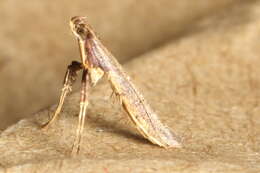 Слика од Caloptilia linearis (Butler 1877)