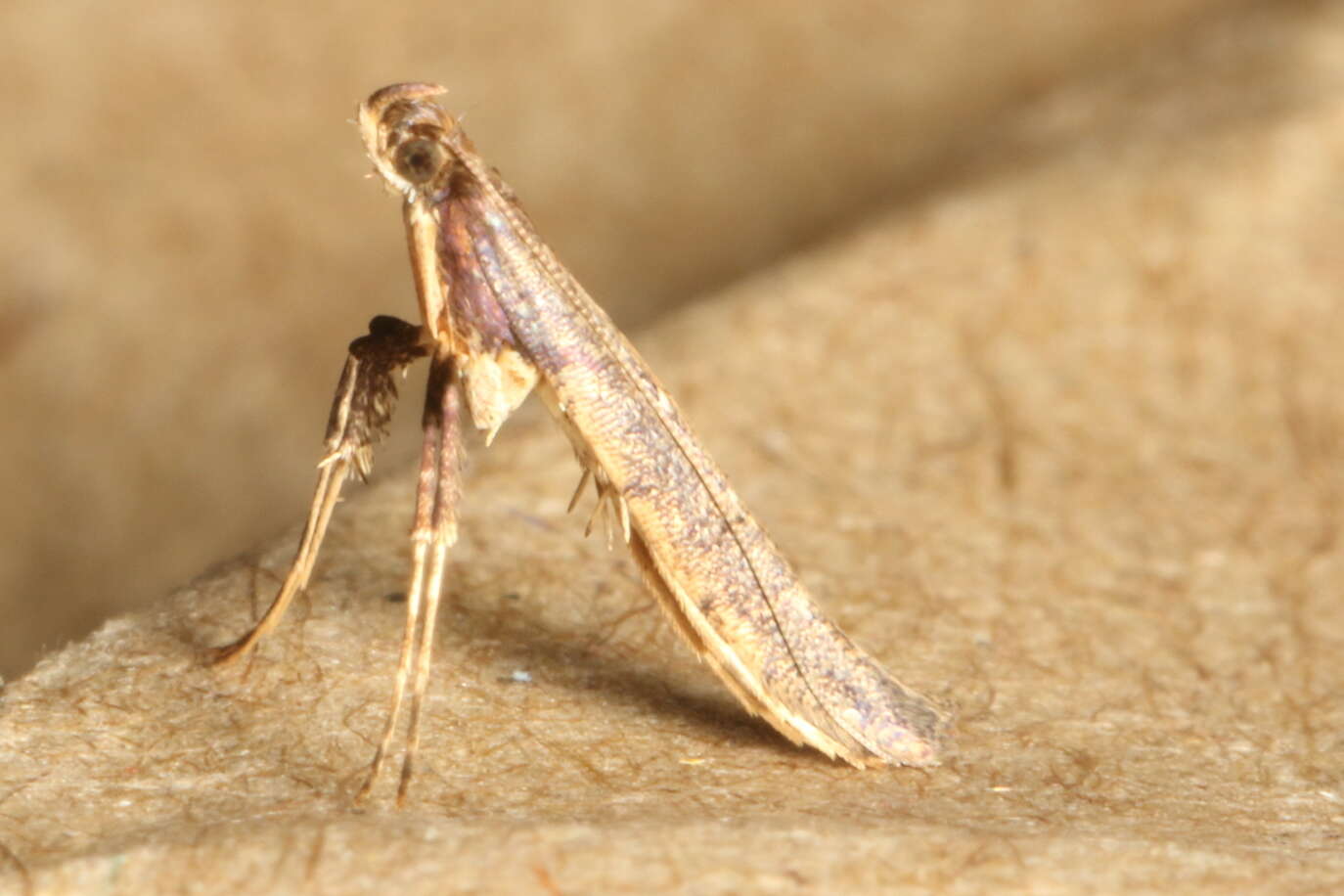 Image of Caloptilia linearis (Butler 1877)