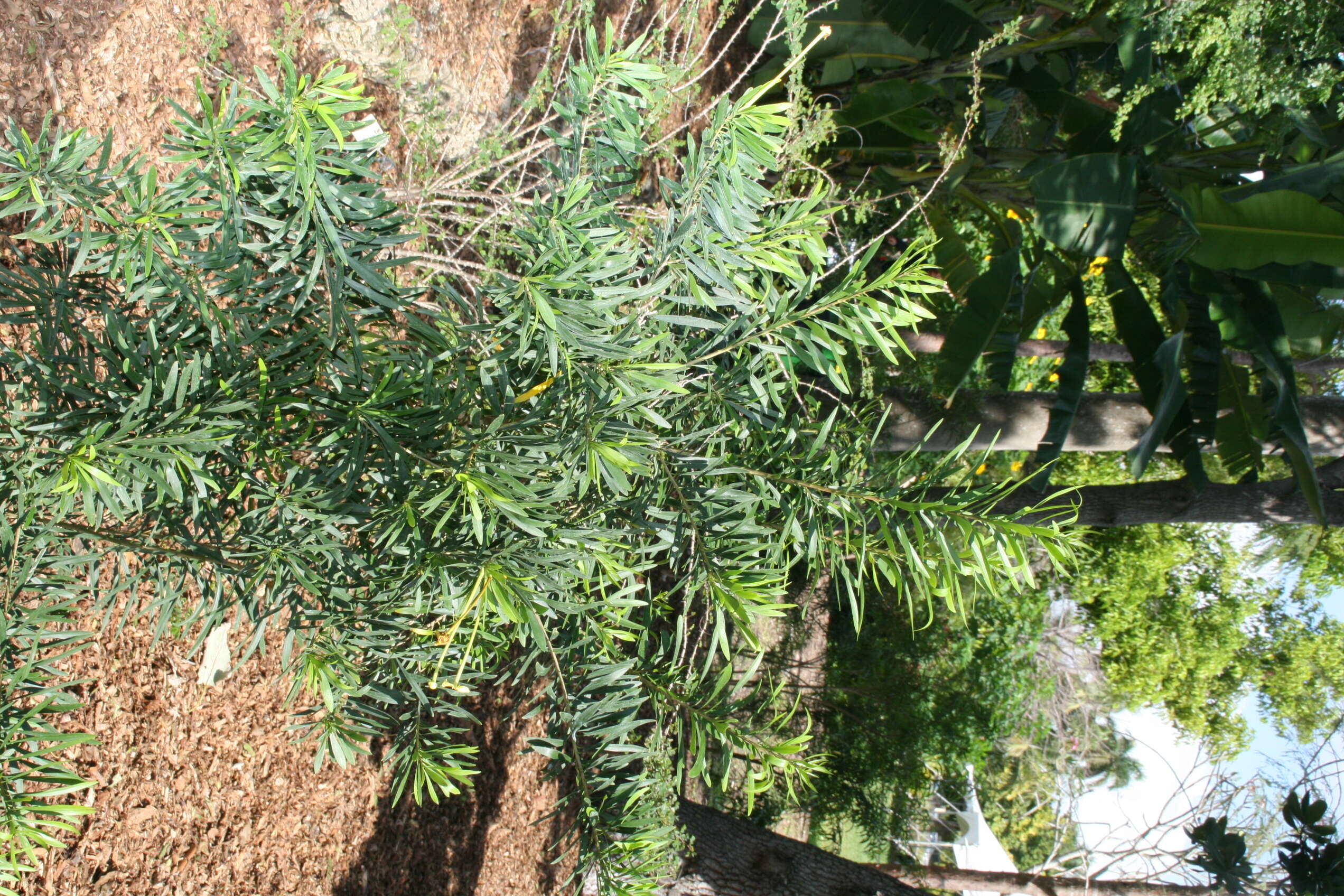 Image of Serpentine Hill raintree