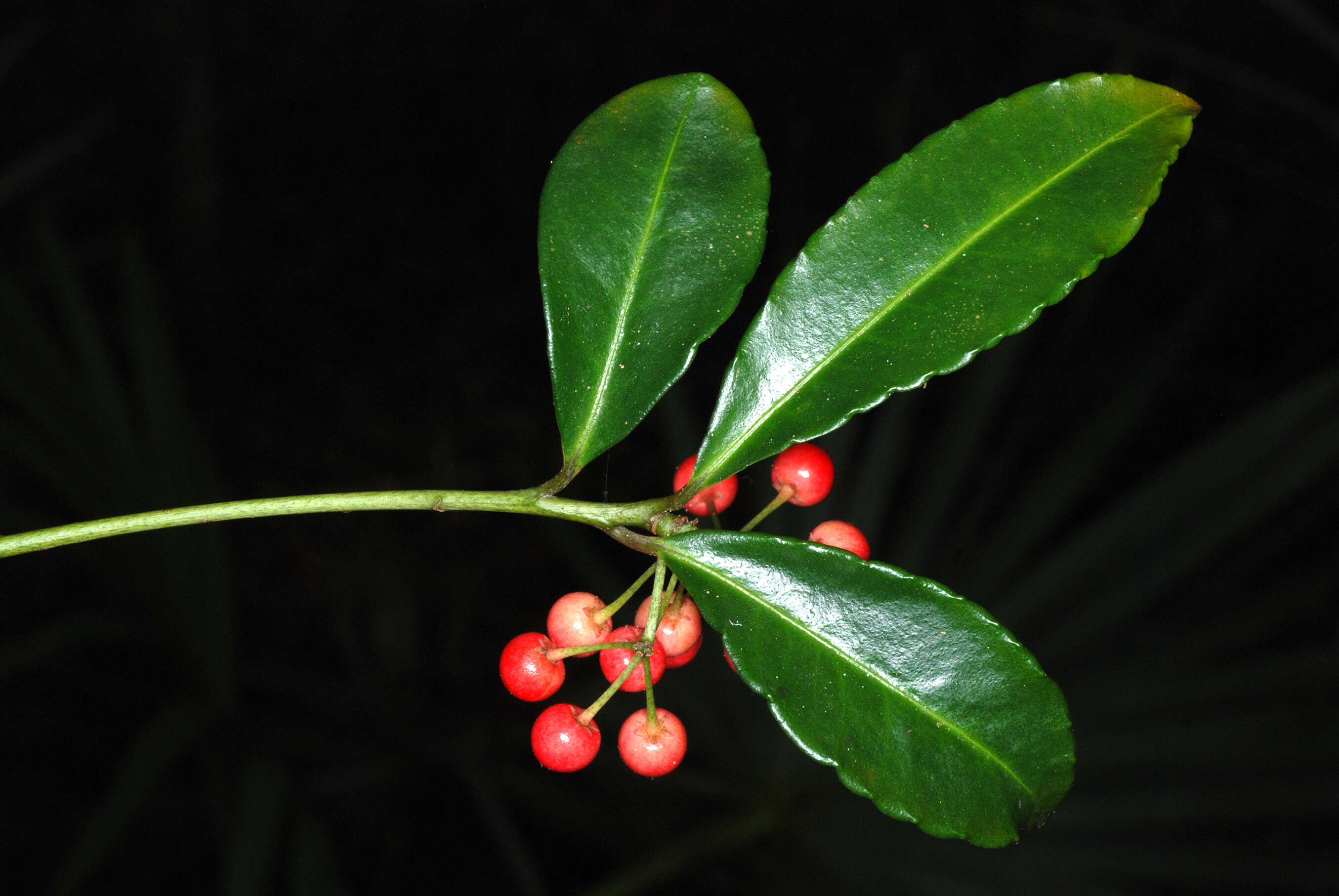 Image of Christmas berry