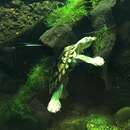 Image of Bellinger River Turtle