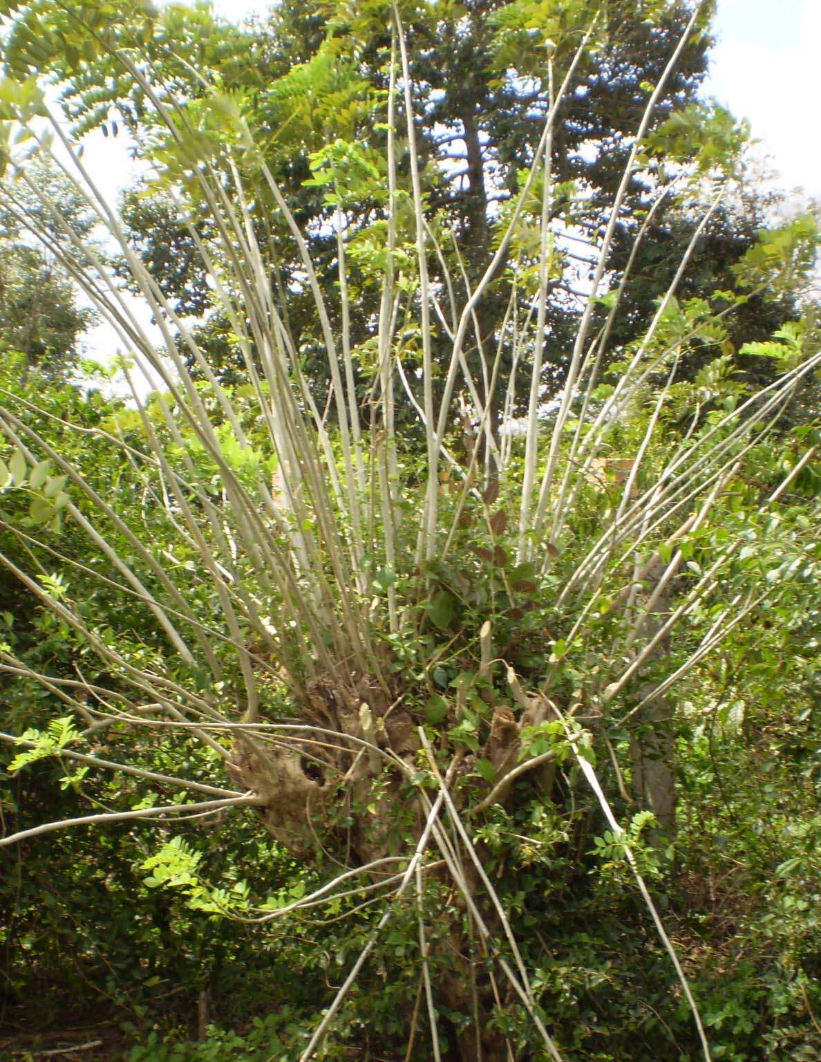 Image of Gliricidia maculata (Humb., Bonpl. & Kunth) Steud.