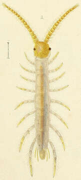 Image of Common centipede