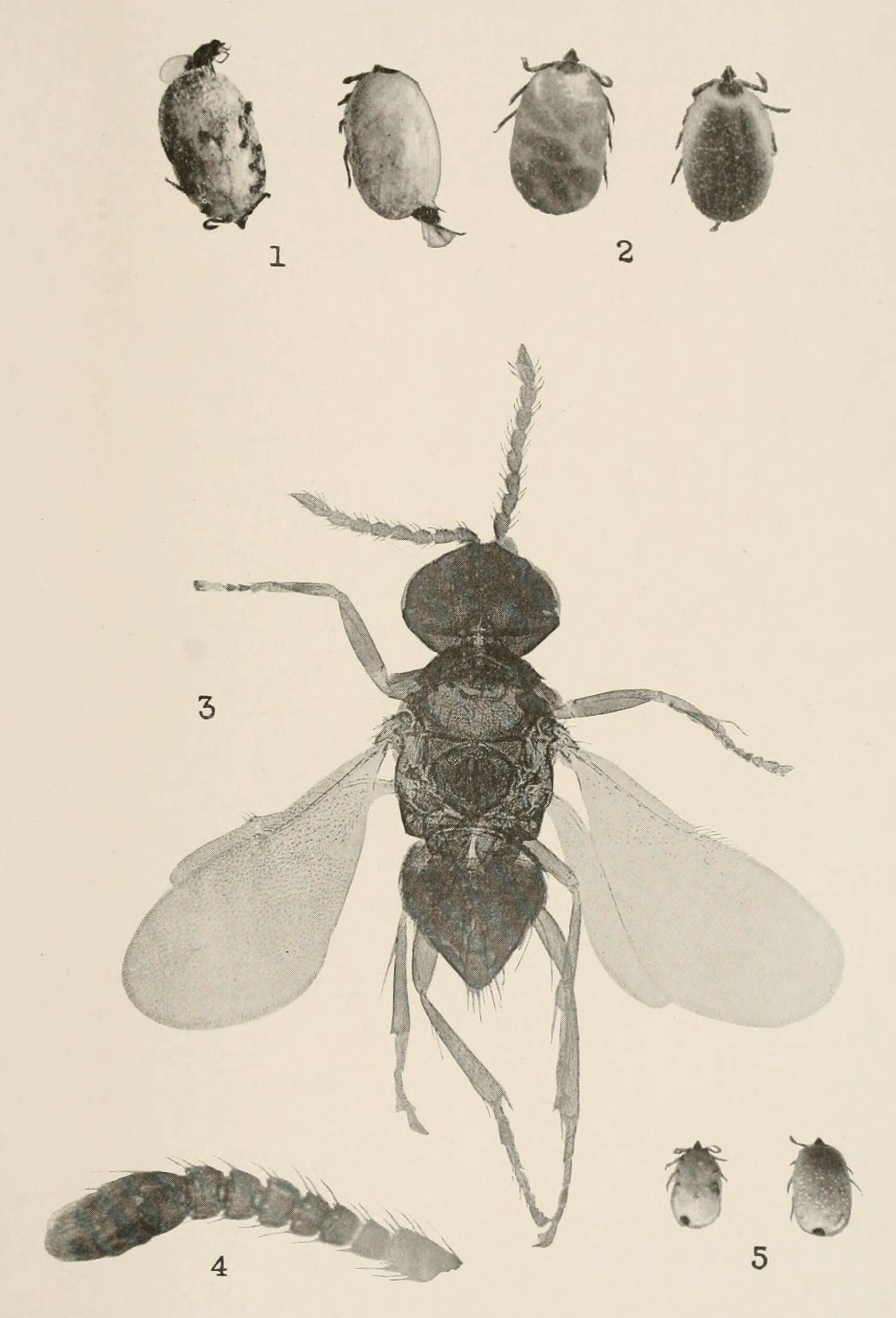 Image de Ixodiphagus hookeri (Howard 1908)