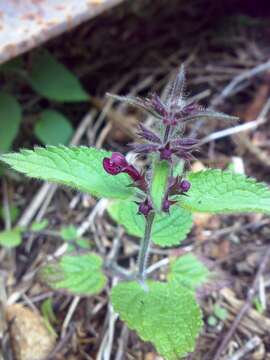 Image of hedge nettle