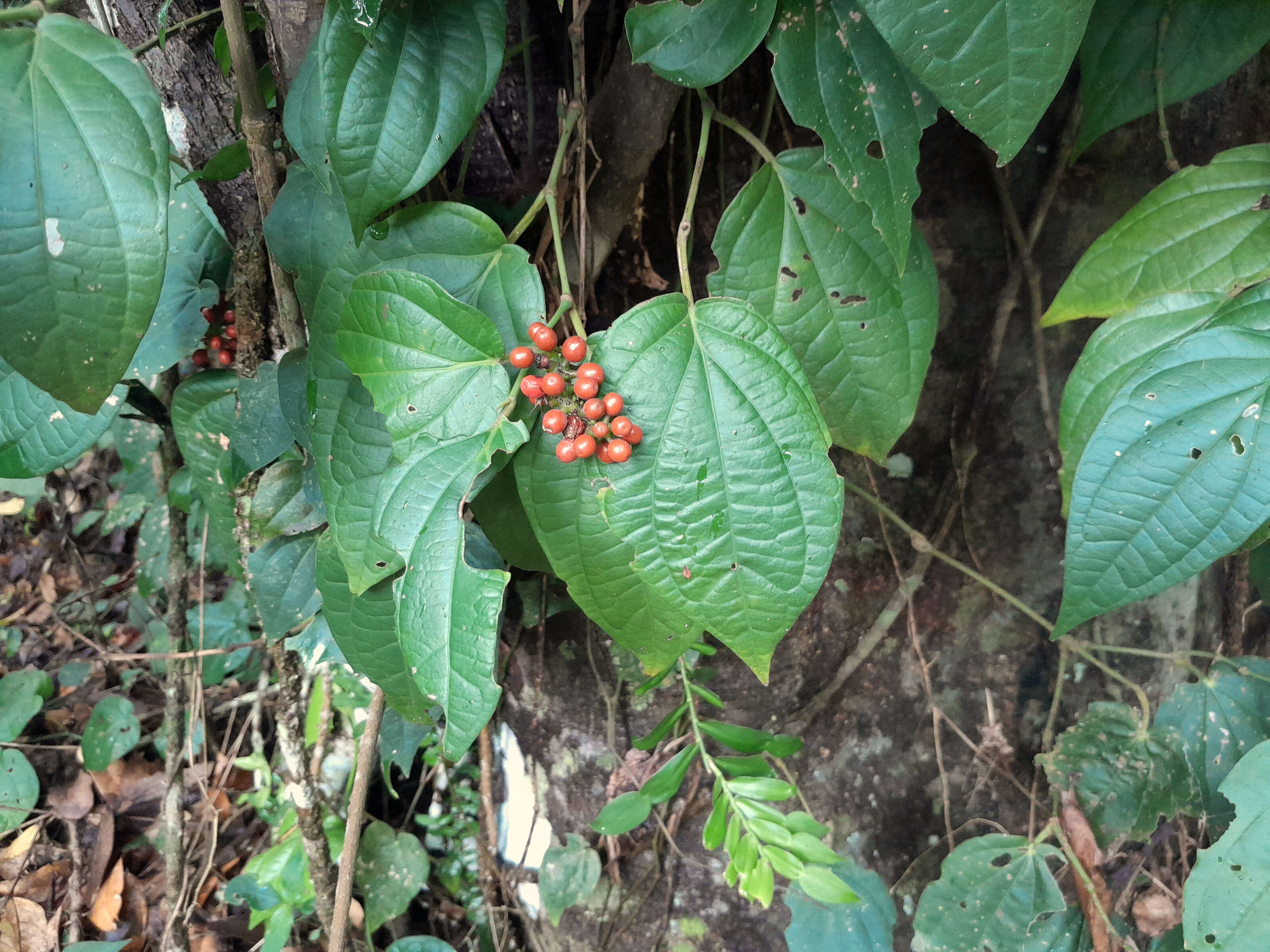 Слика од Piper hederaceum (Miq.) C. DC.