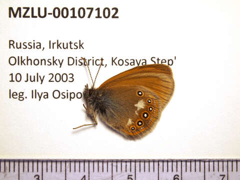 Image of Coenonympha glycerion