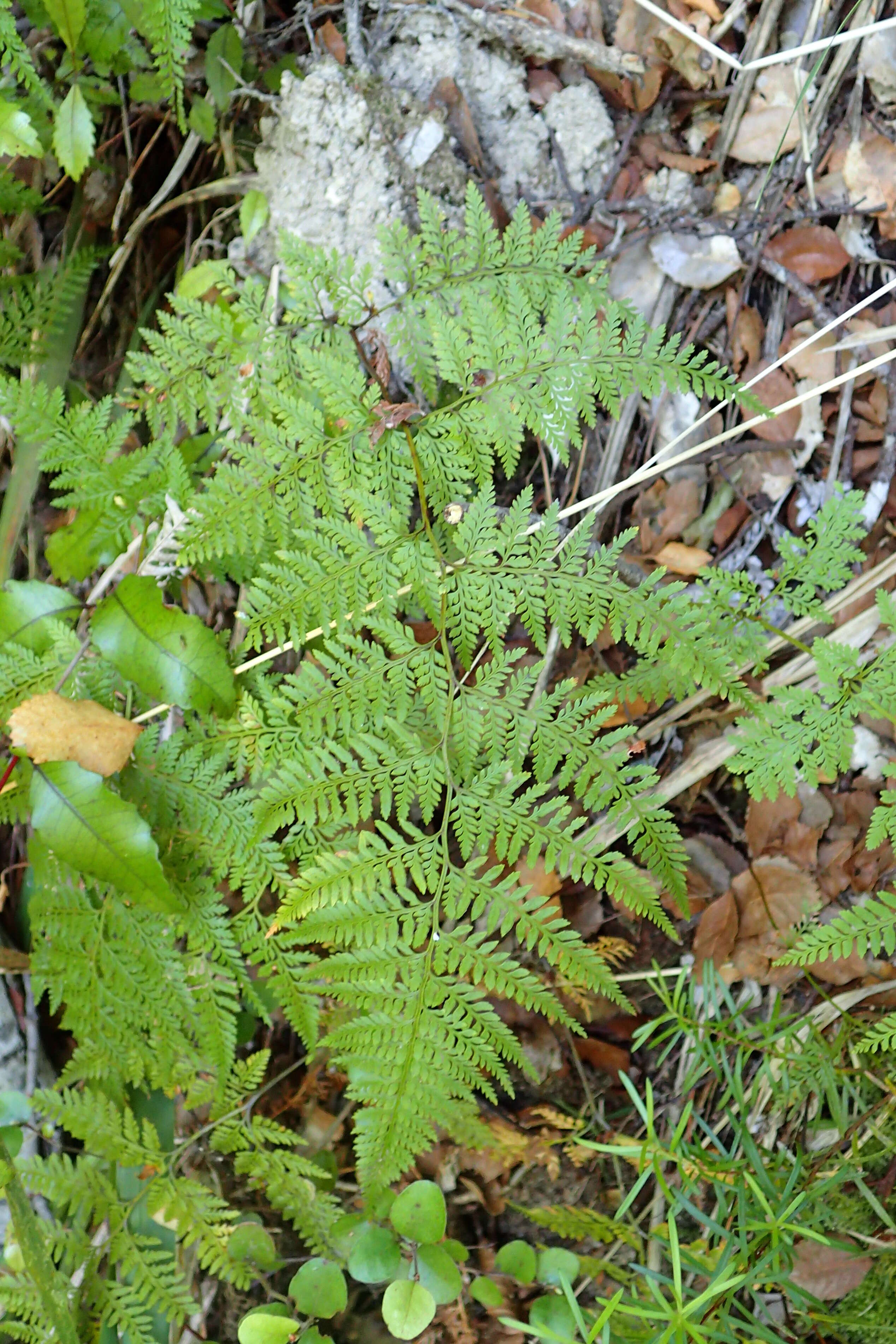 Imagem de Asplenium gracillimum