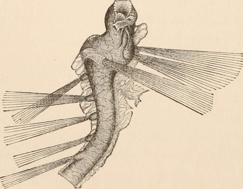 Image of Polychaeta