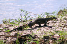 Image of Varanus niloticus