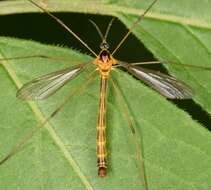 Image of Liogma nodicornis (Osten Sacken 1865)