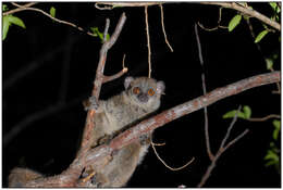 Image of Northern Sportive Lemur