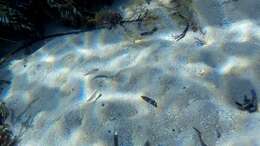 Image of Black-striped goatfish