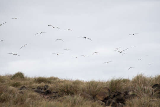 Image of Indian Yellow-nosed Albatross