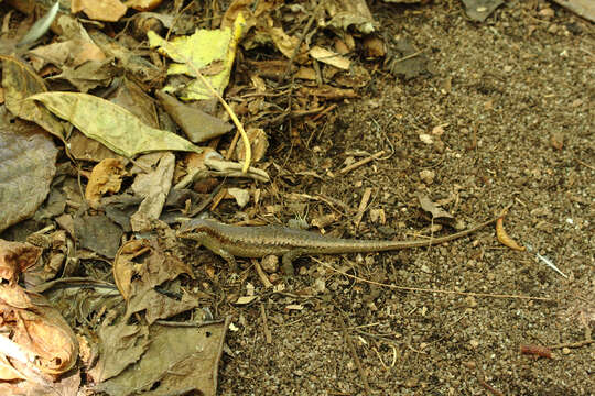 Image of Seychelles skink