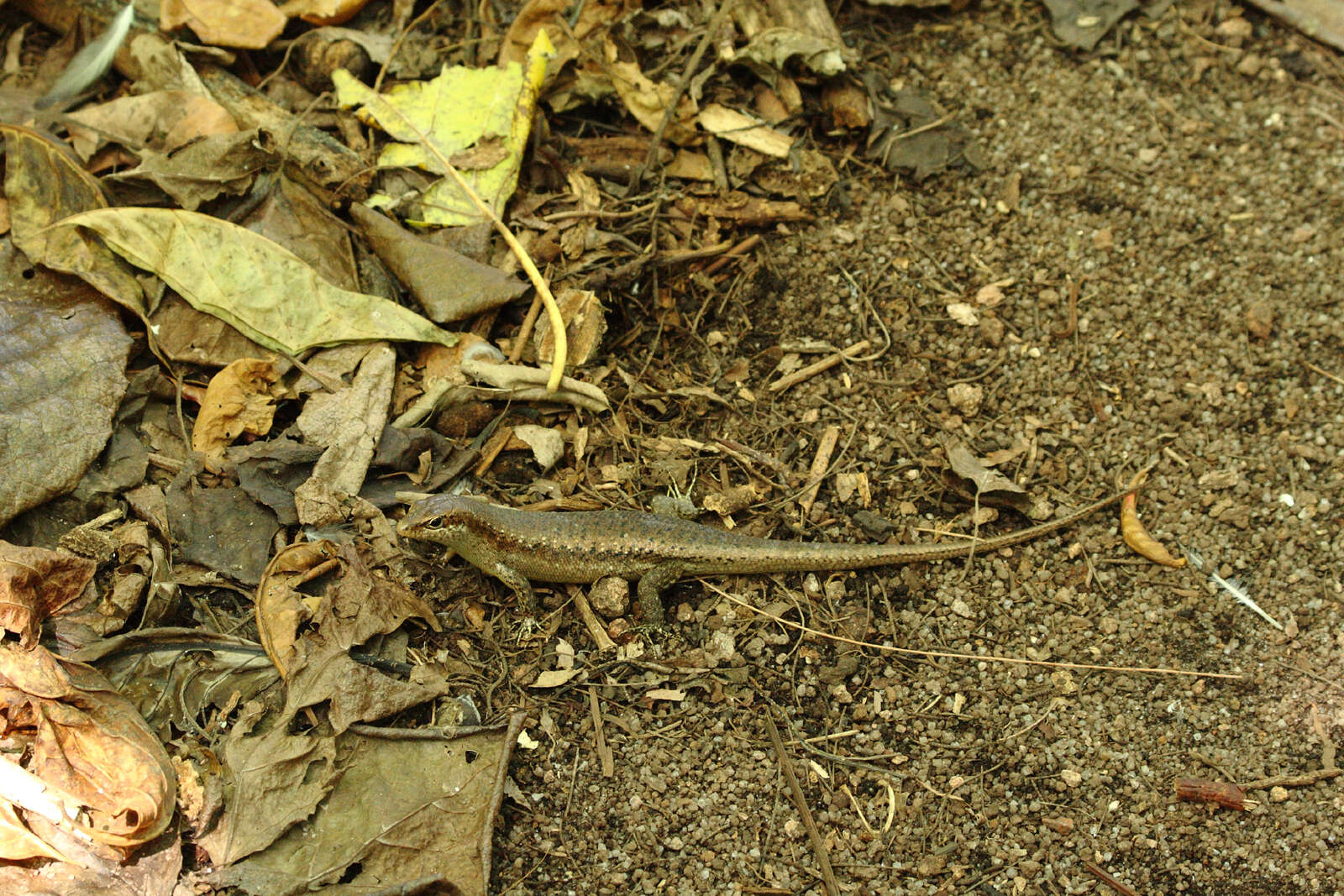 Image of Seychelles skink