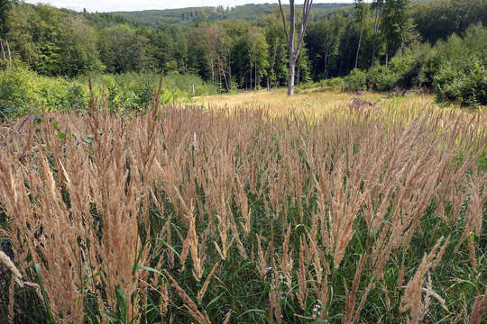 Imagem de Calamagrostis epigejos (L.) Roth