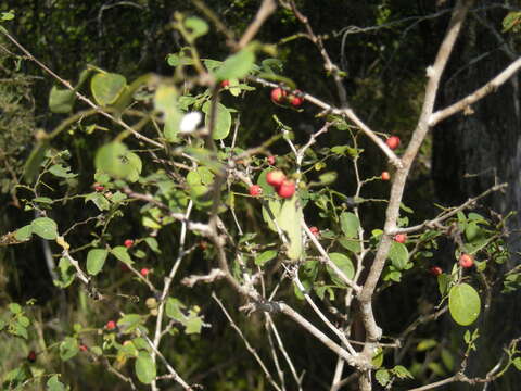 Image of Breynia oblongifolia (Müll. Arg.) Müll. Arg.