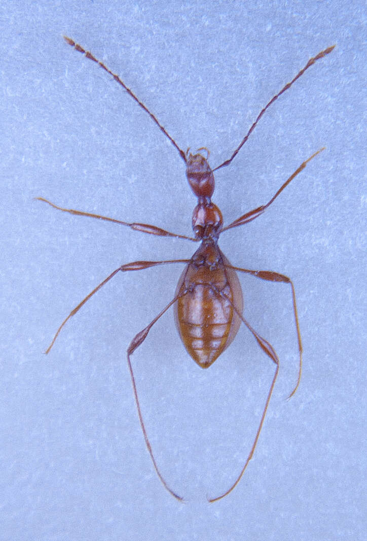 Image of Blind Cave Beetle