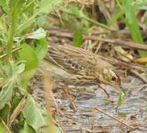 Image of Tree Pipit