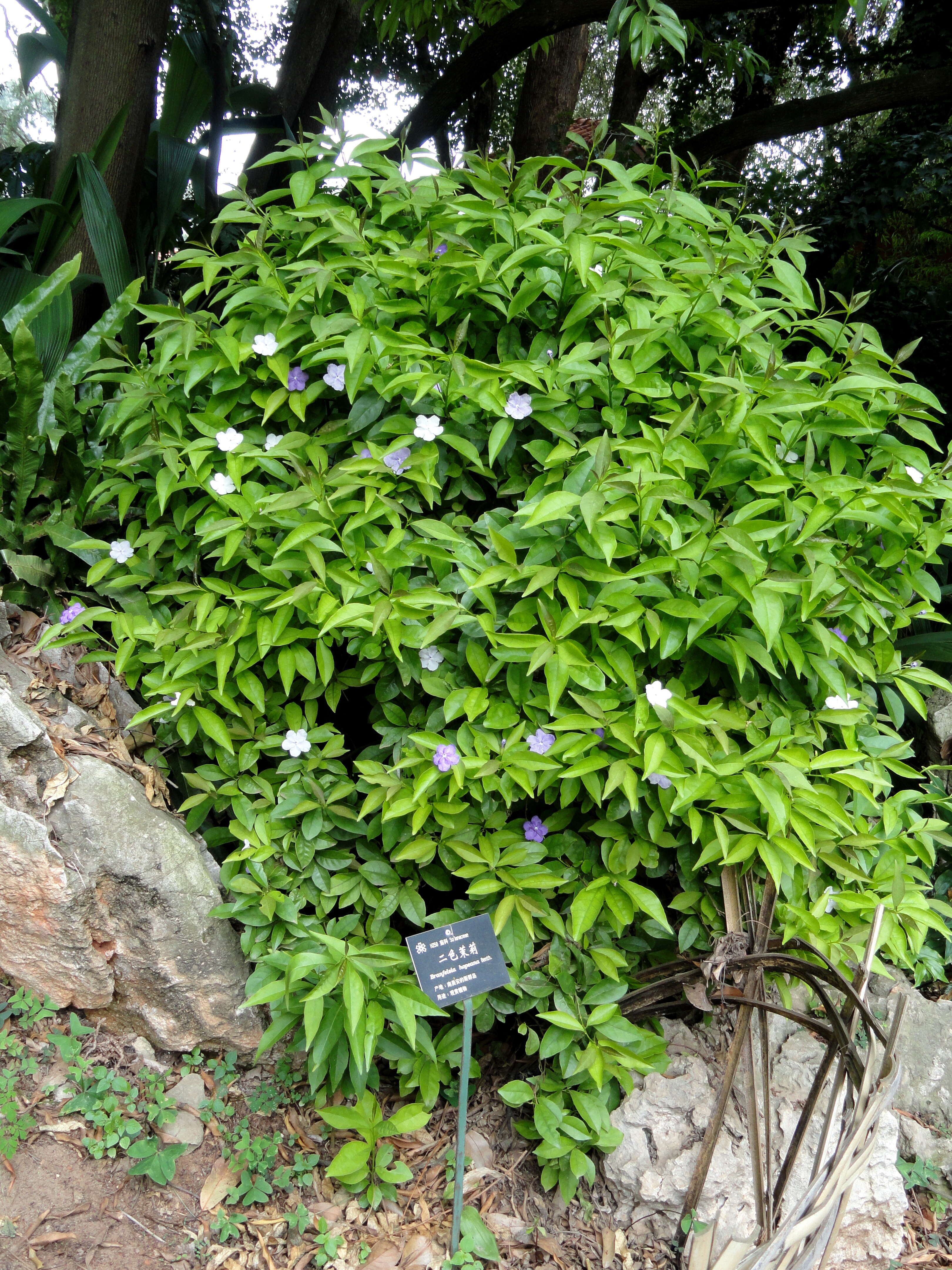 Brunfelsia uniflora (Pohl) D. Don resmi