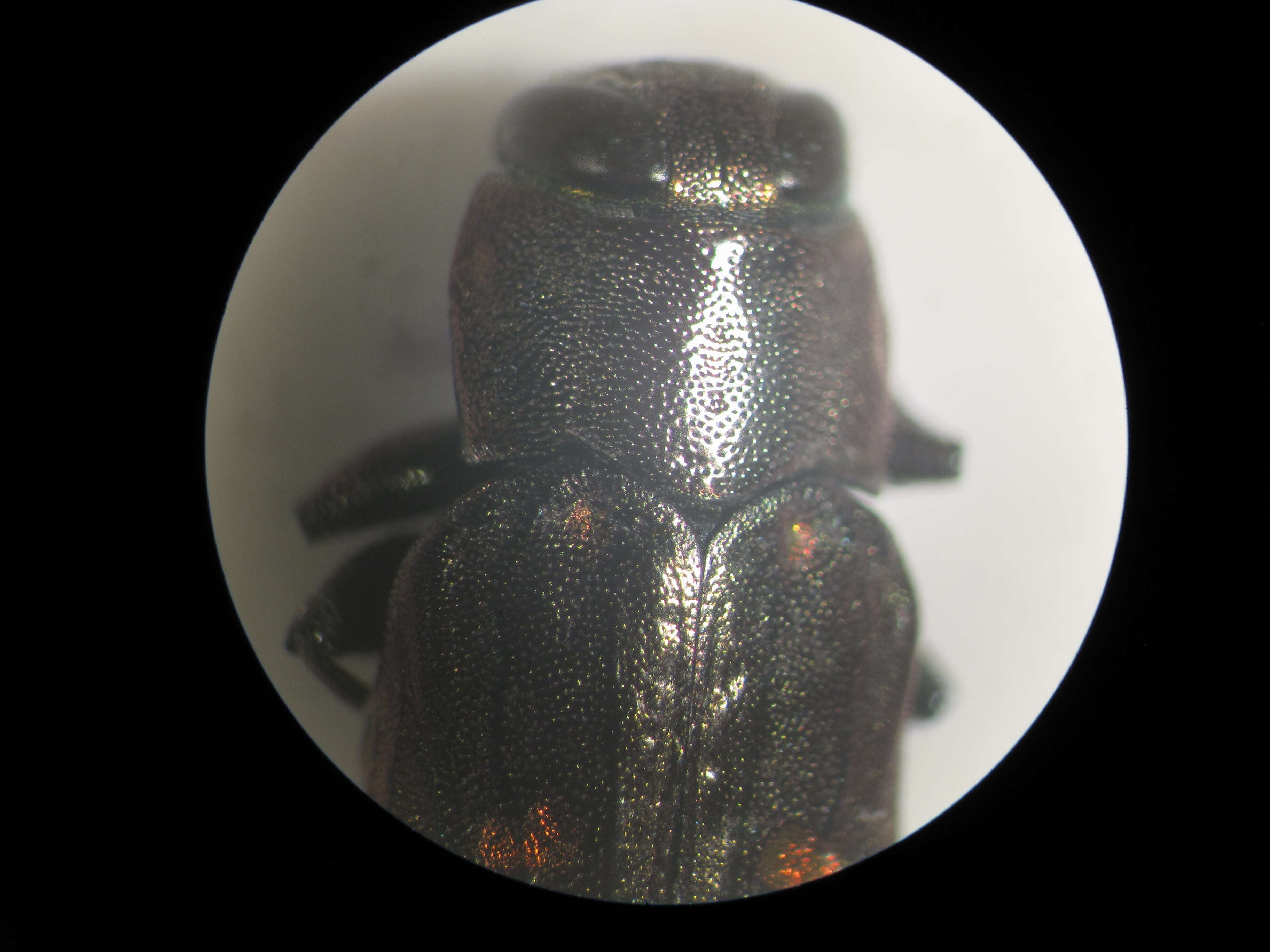 Image of Jewel beetle