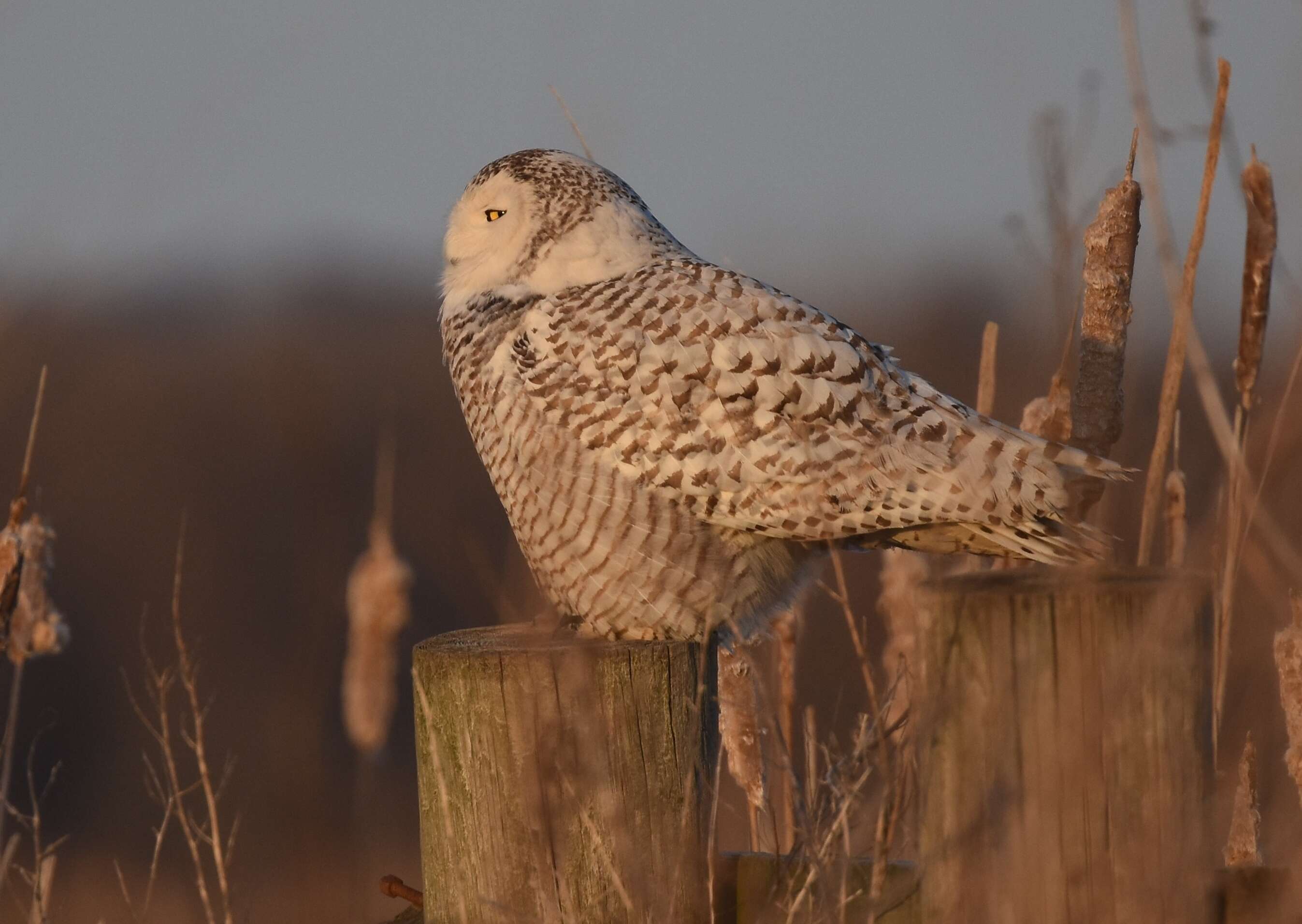 Image of Snowy Owl