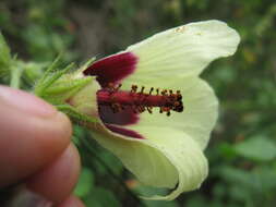 Imagem de Hibiscus diversifolius Jacq.