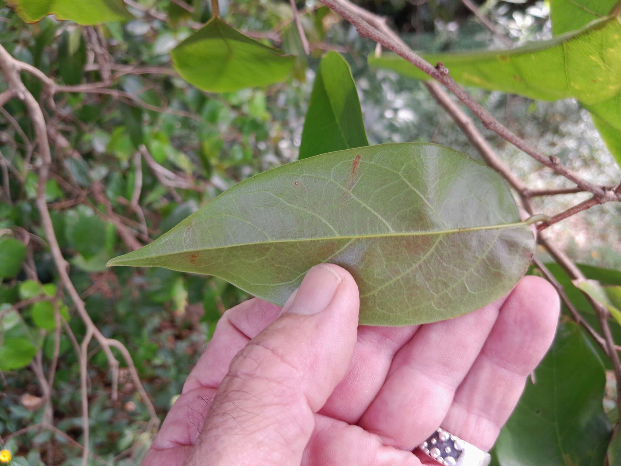 Image of Cleistanthus hylandii Airy Shaw