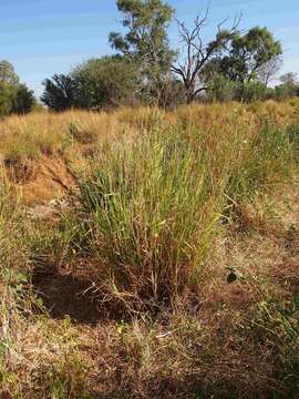 Image of Golden velvet grass