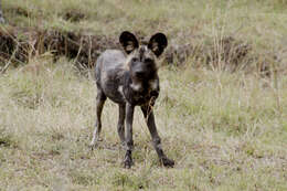 Image of African Hunting Dog