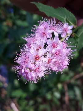 Слика од Spiraea salicifolia L.