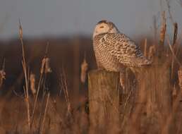 Image of Snowy Owl