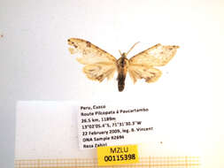 Слика од Leucanopsis setosa Rothschild 1909