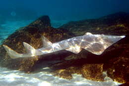 Image of Common Shovelnose Ray