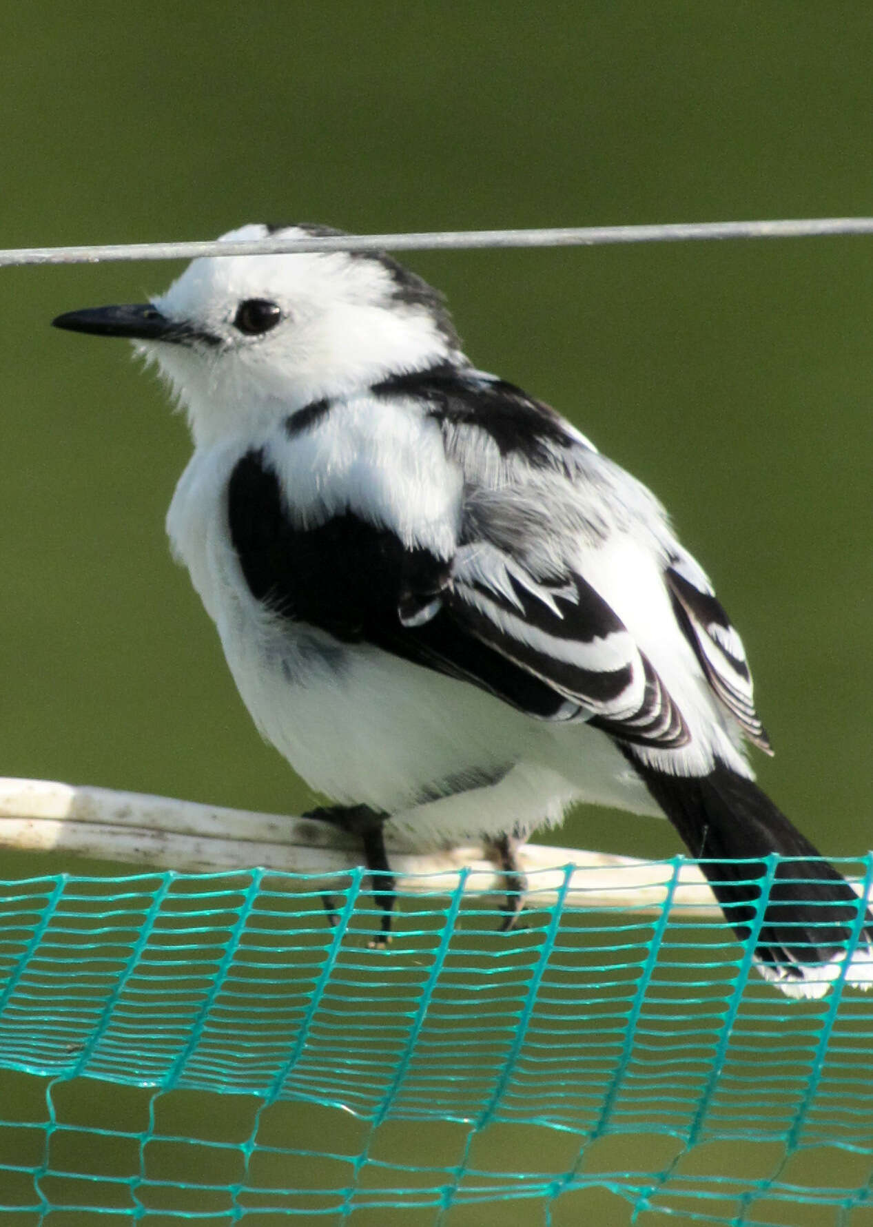 Image of Pied Water Tyrant