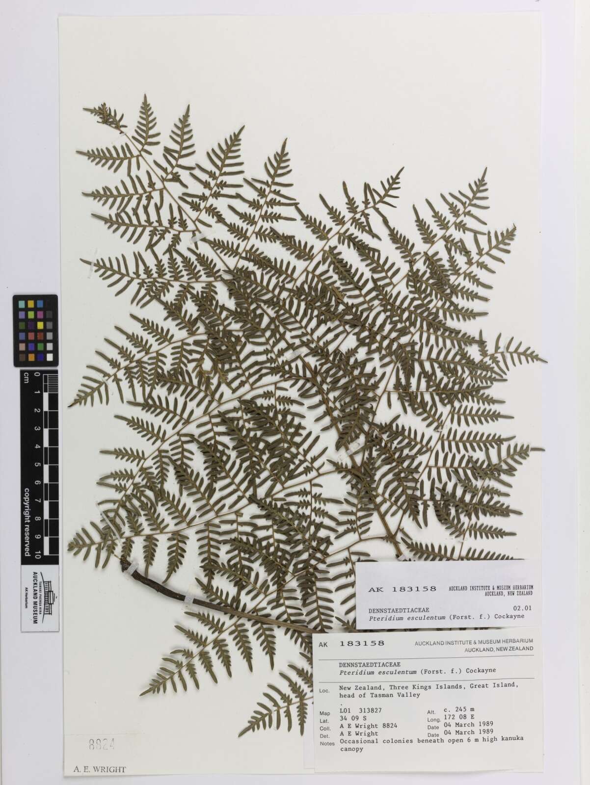 Image of Pteridium esculentum (G. Forst.) Nakai