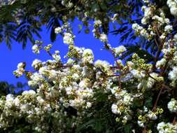 Image of Acacia plumosa