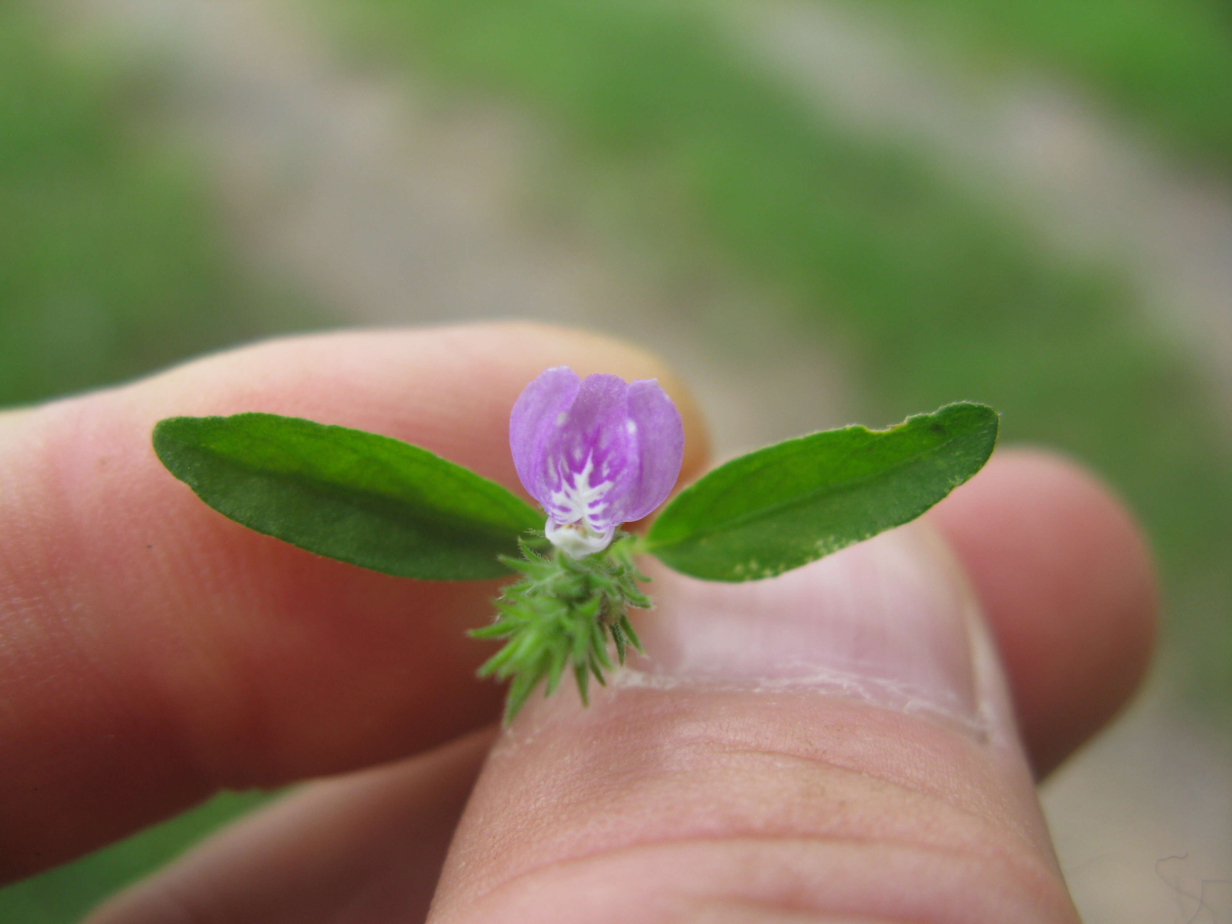 Image of Justicia adscendens subsp. adscendens