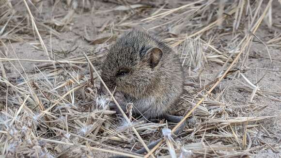 Image of Southern Marsh Harvest Mouse