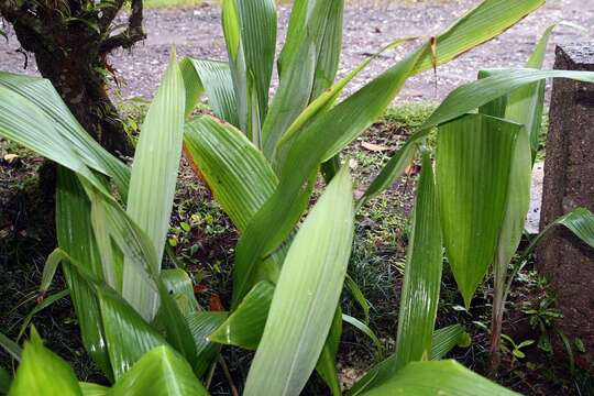 Pitcairnia corallina Linden & André的圖片