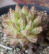 Haworthia reticulata (Haw.) Haw. resmi